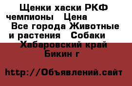 Щенки хаски РКФ чемпионы › Цена ­ 90 000 - Все города Животные и растения » Собаки   . Хабаровский край,Бикин г.